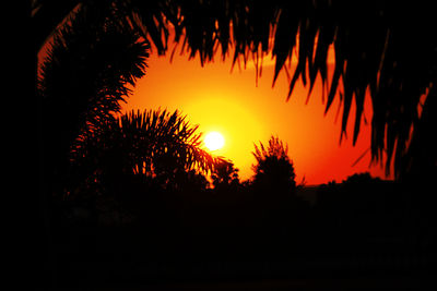 Silhouette trees during sunset