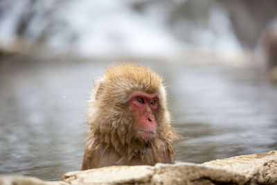 Close-up of monkey looking away in hot spring during winter