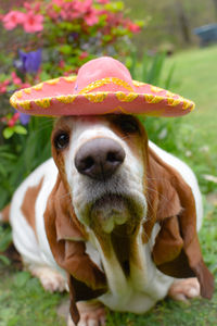 Close-up of dog in sombrero 