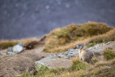 View of bird on rock