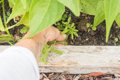 Close-up of hand with plants