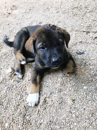 High angle portrait of puppy relaxing outdoors