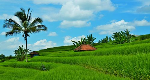 Scenic view of agricultural field against sky