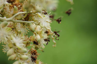 Close-up of bee pollinating on flower