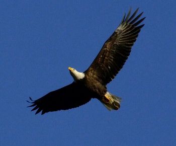 Low angle view of birds flying against blue sky