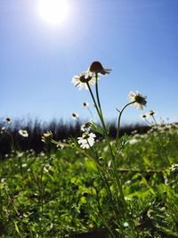 Low angle view of flowers against sky