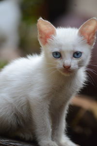 Close-up portrait of white cat