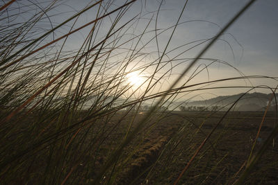 Close-up of grass on field against sky during sunset