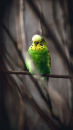 Close-up of parrot perching on branch