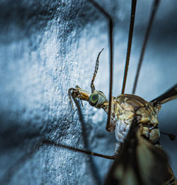 Close up of mosquito head and colorful eyes