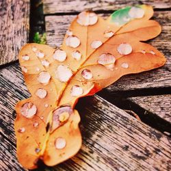 High angle view of wet maple leaf on wood