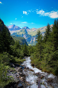 Scenic view of stream amidst trees in the swiss alps 