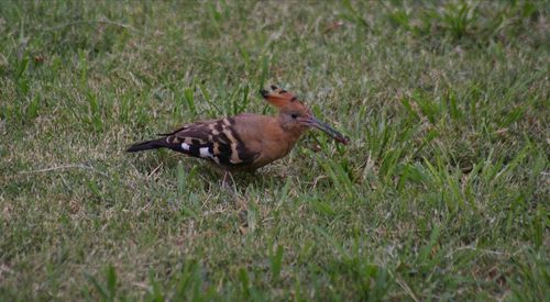 Bird perching on field