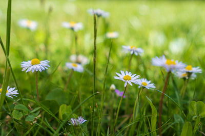 Close-up of white flowering plant on field