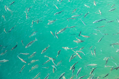 Full frame shot of fishes swimming in sea