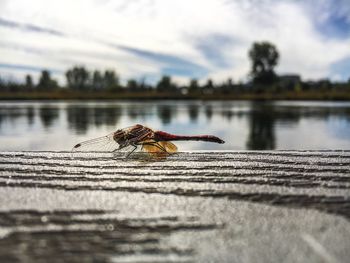 Close-up of damselfly sitting on riverbank against cloudy sky