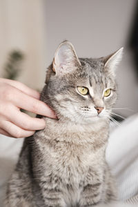 The gray striped cat lies in bed on the bed with woman's hand on a gray background. 