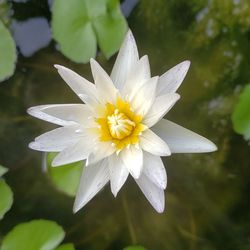 Close-up of white flower