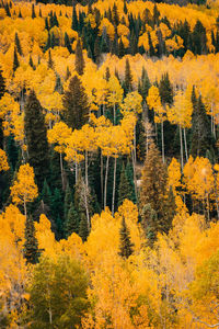 Yellow flowers growing in forest during autumn
