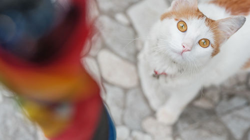 pet