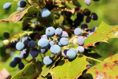 Close-up of berries growing on plant