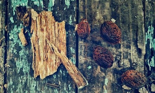 Close-up of pine cones on tree trunk