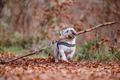 Isolated english bulldog playing with a stick in the forest during fall