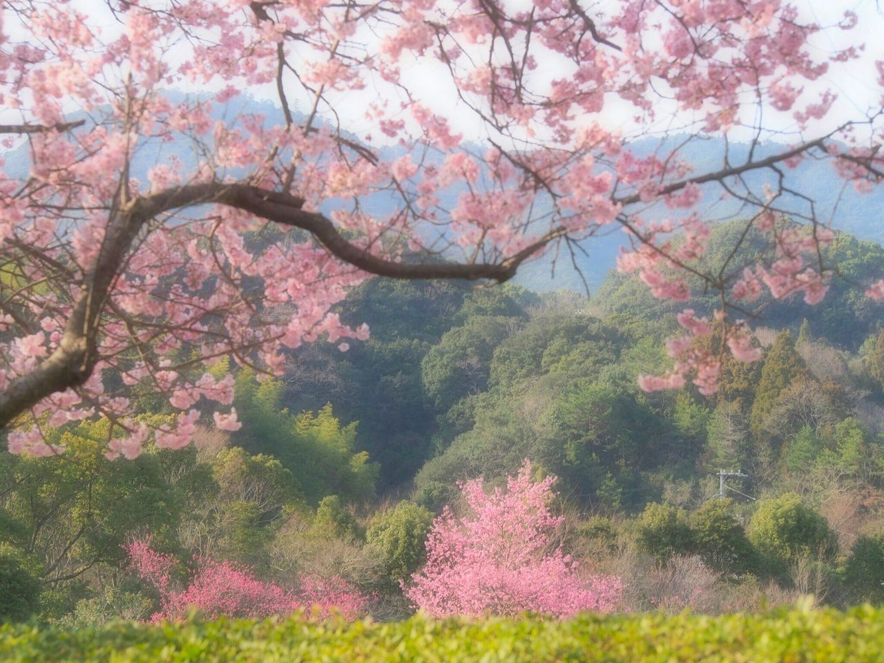 tree, pink color, flower, nature, growth, beauty in nature, springtime, branch, blossom, scenics, no people, outdoors, tranquility, freshness, sky, fragility, low angle view, cherry blossom, day, flower head, close-up