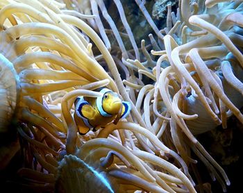 Close-up of fish swimming in sea