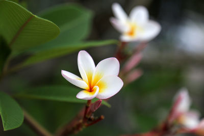 Close-up of white flower