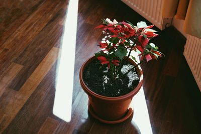 High angle view of potted plant on table