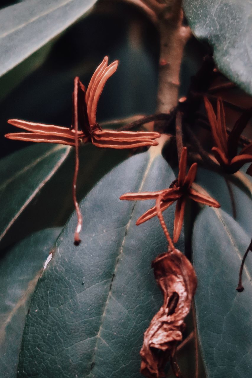 CLOSE-UP OF DRIED PLANT