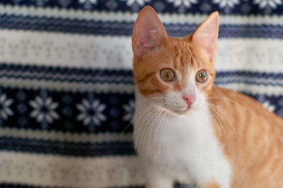 Close-up portrait of a cat