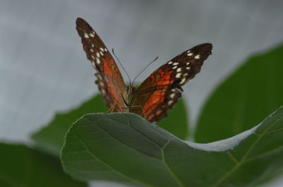 Close-up of butterfly on plant