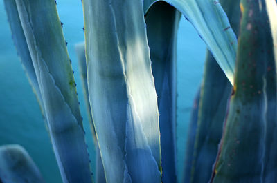 Close-up of agave leaves in water