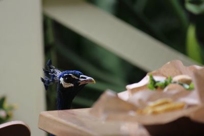 Close-up of peacock eating food