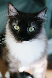 Close-up portrait of cat