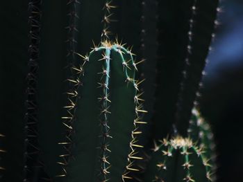 Close-up of plant