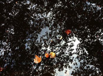 Low angle view of trees