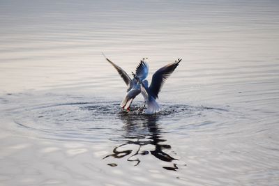 View of birds flying over sea