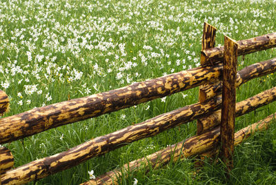 Wooden fence on field