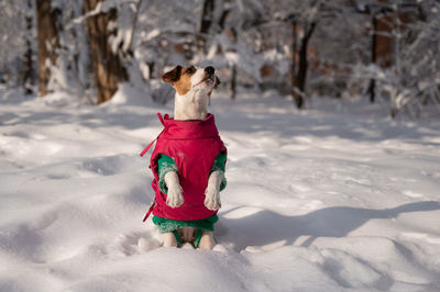 Portrait of woman standing on snow covered field