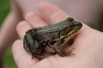 Close-up of hand holding lizard