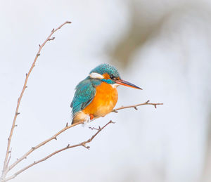 Low angle view of a kingfisher perching on branch