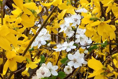 Close-up of yellow flowering plant