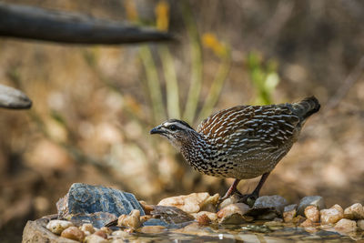 Close-up of bird perching on rock