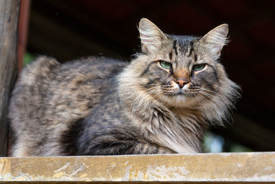 Close-up portrait of a cat