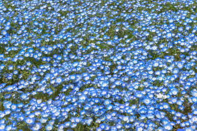 Low angle view of plants against blue sky