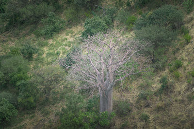 Trees growing in forest