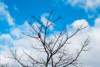 Low angle view of bare tree against blue sky